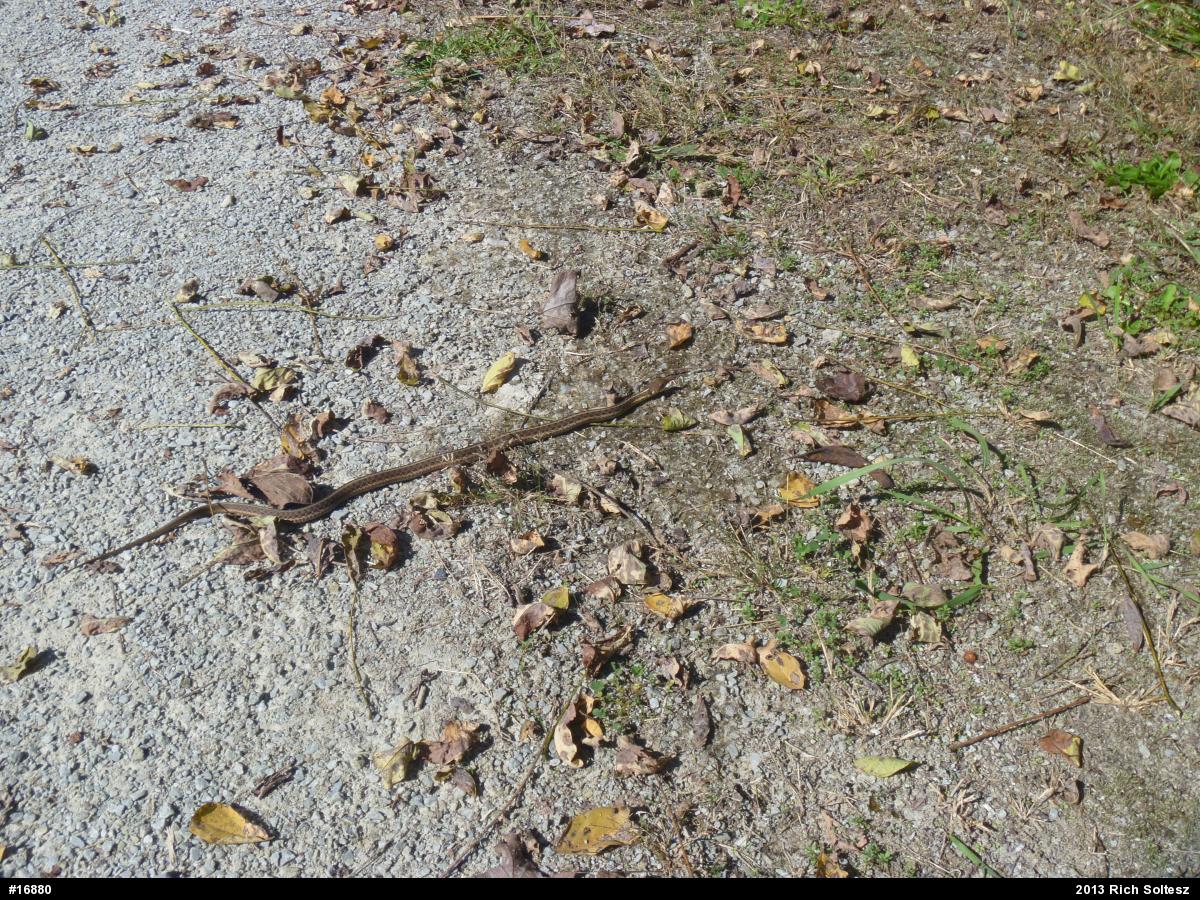 Eastern Gartersnake