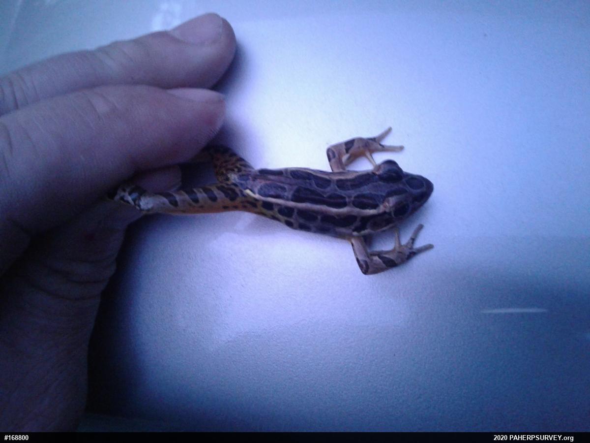 Pickerel Frog