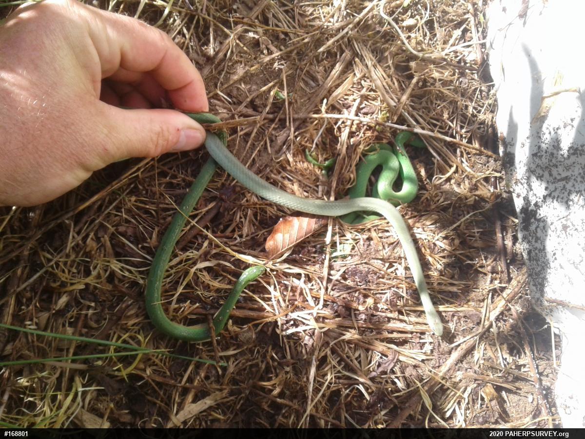 Smooth Greensnake