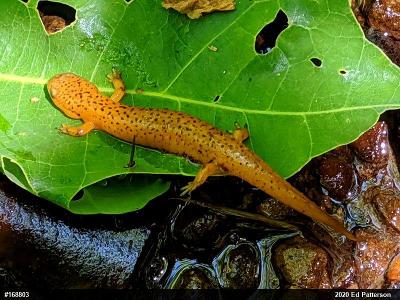 Northern Red Salamander