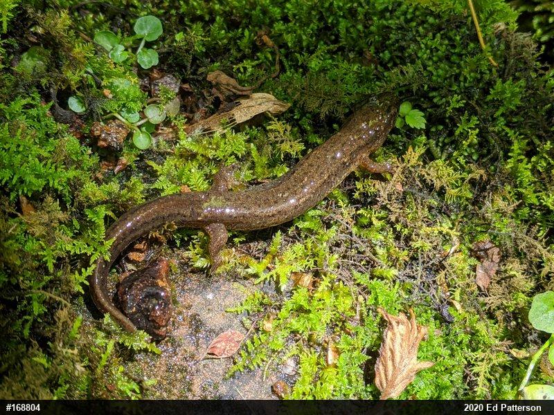 Northern Dusky Salamander