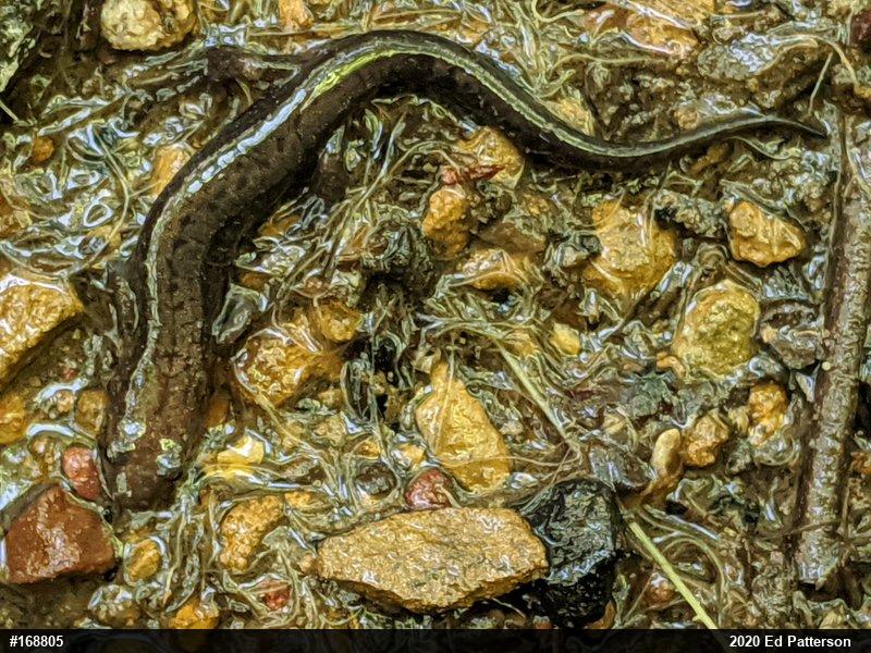 Allegheny Mountain Dusky Salamander