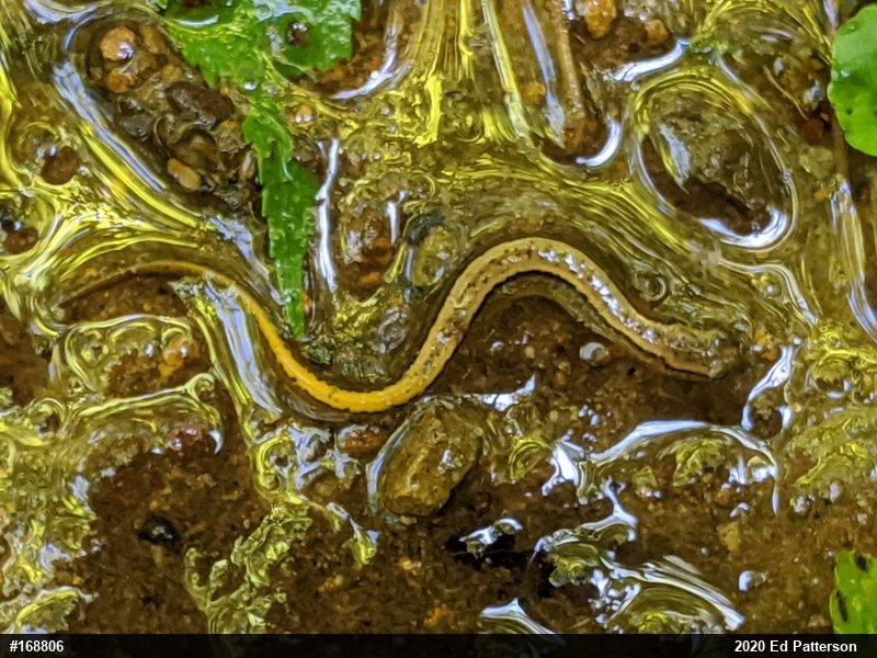 Northern Two-lined Salamander
