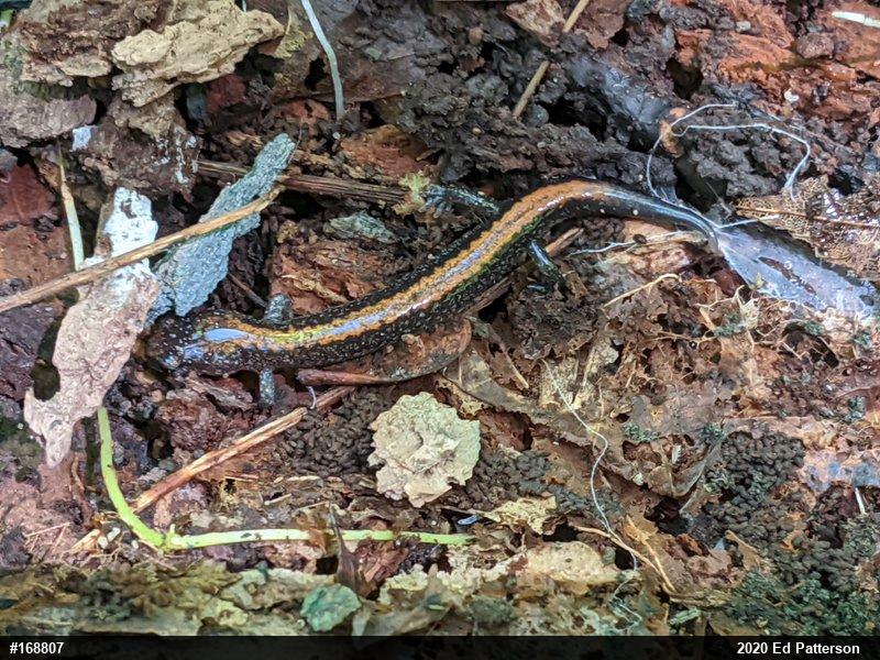 Eastern Red-backed  Salamander