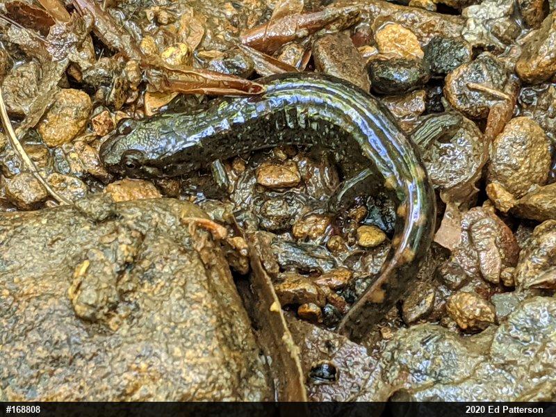 Seal Salamander