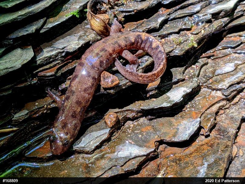 Seal Salamander