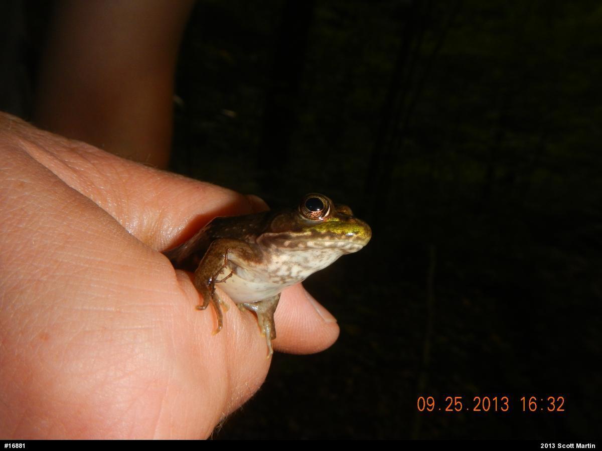 Green Frog