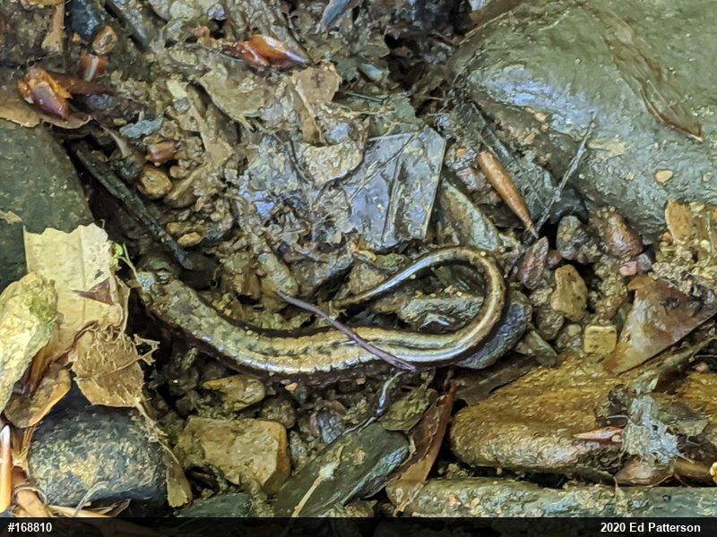 Allegheny Mountain Dusky Salamander