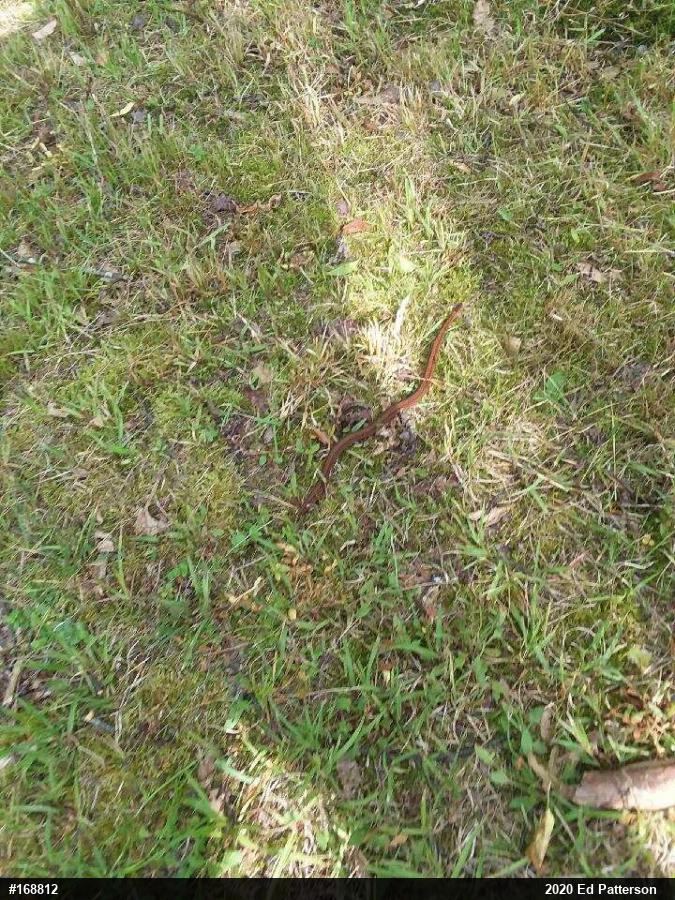 Red-bellied Snake