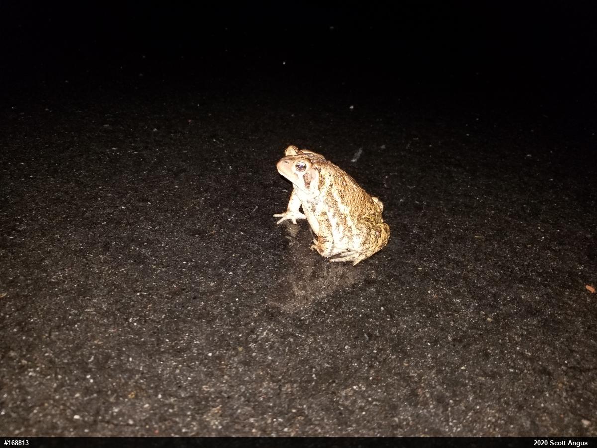 Eastern American Toad