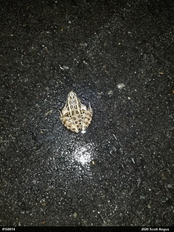 Pickerel Frog