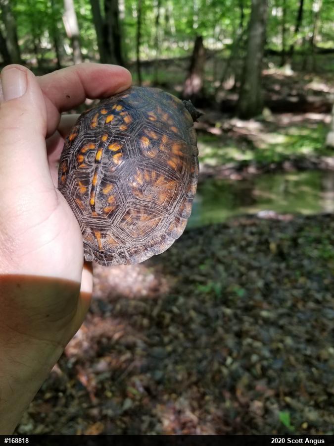 Eastern Box Turtle