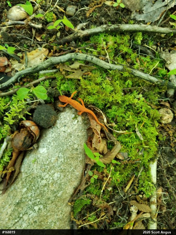 Red-spotted Newt