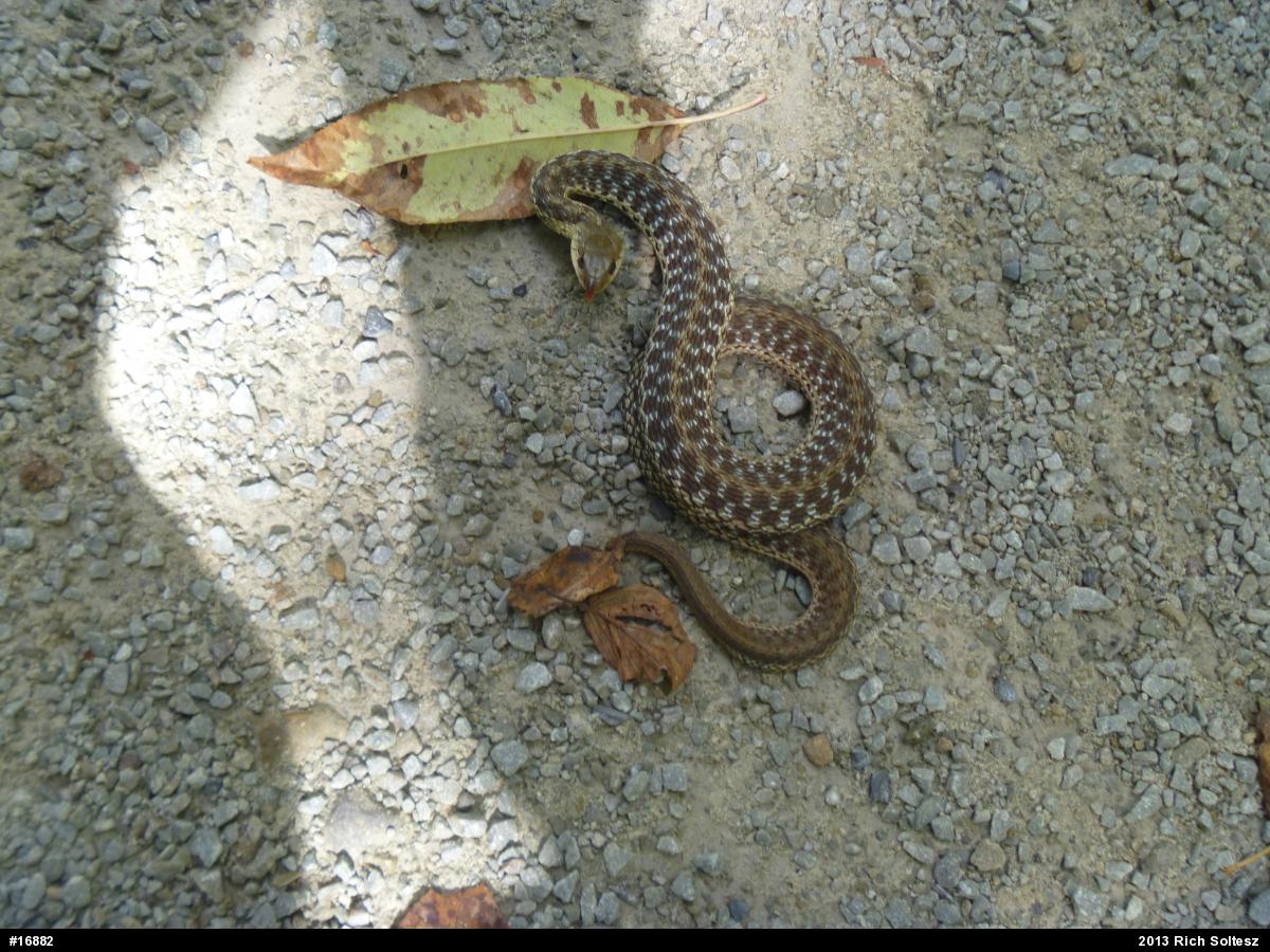 Eastern Gartersnake