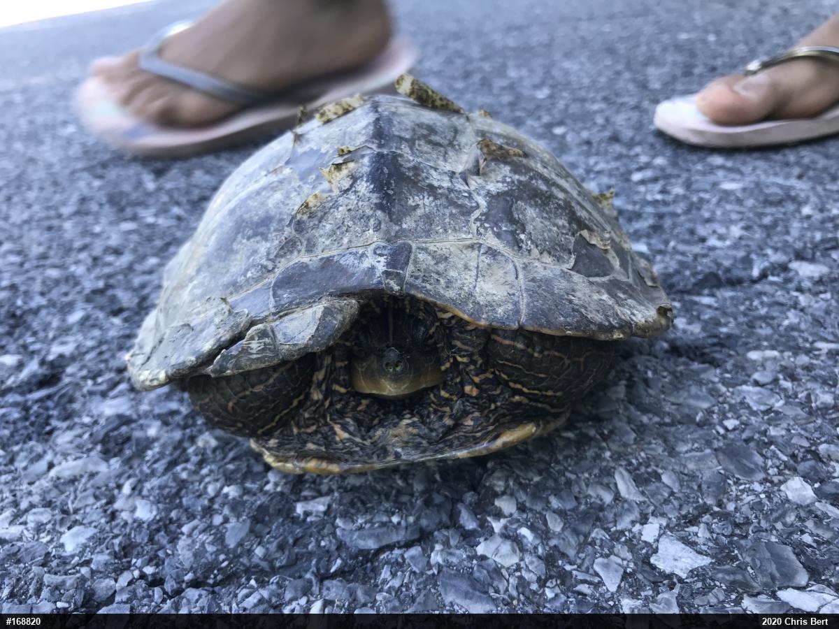 Northern Map Turtle