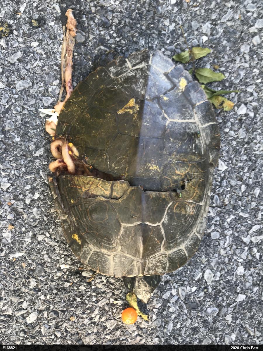 Northern Map Turtle