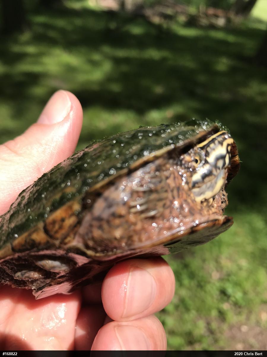 Eastern Musk Turtle