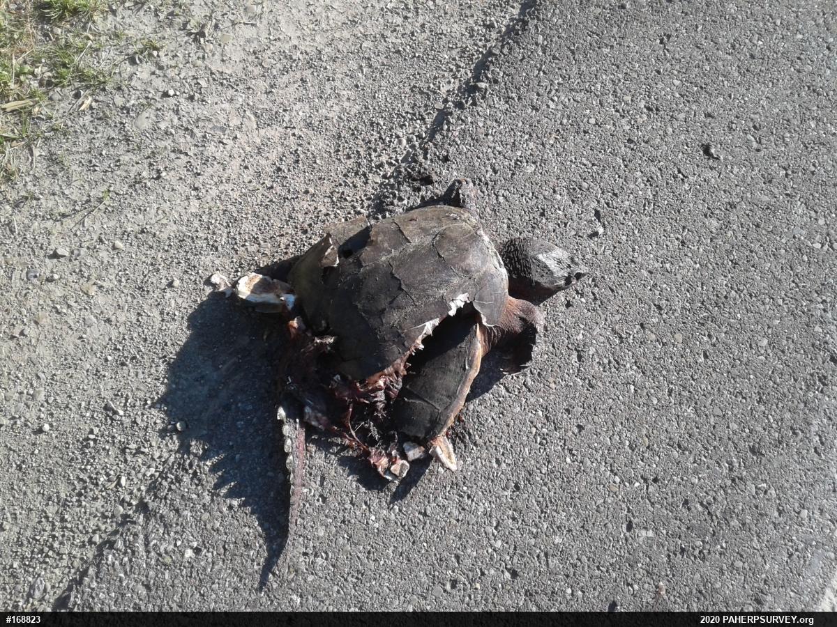 Snapping Turtle