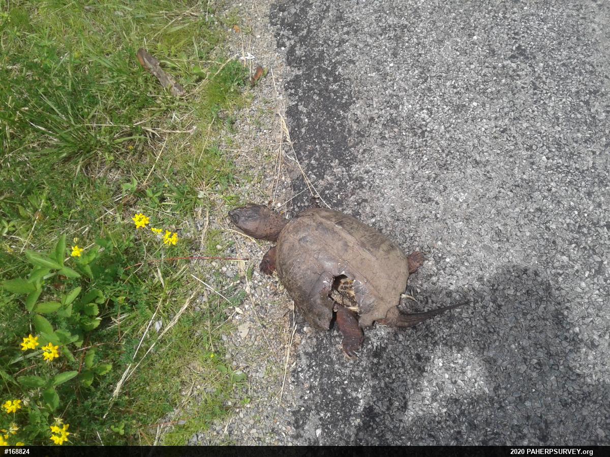 Snapping Turtle