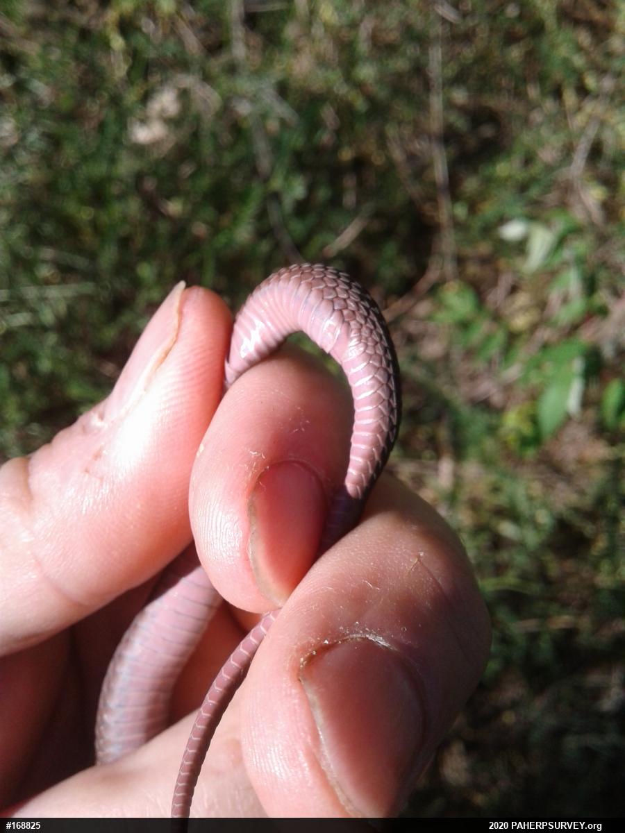 Red-bellied Snake