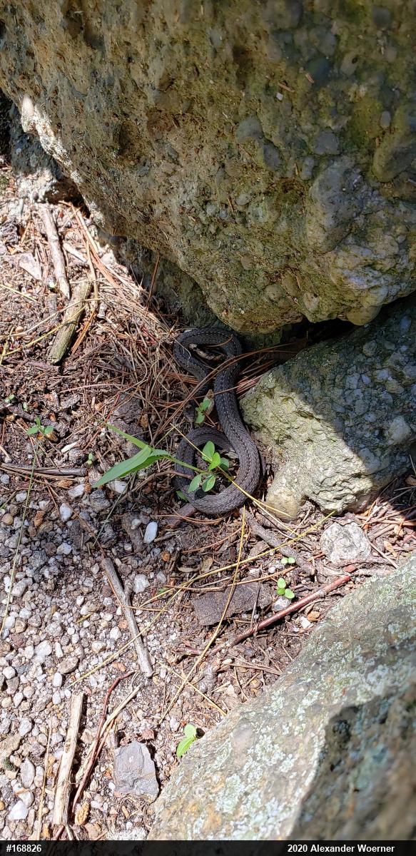 Red-bellied Snake