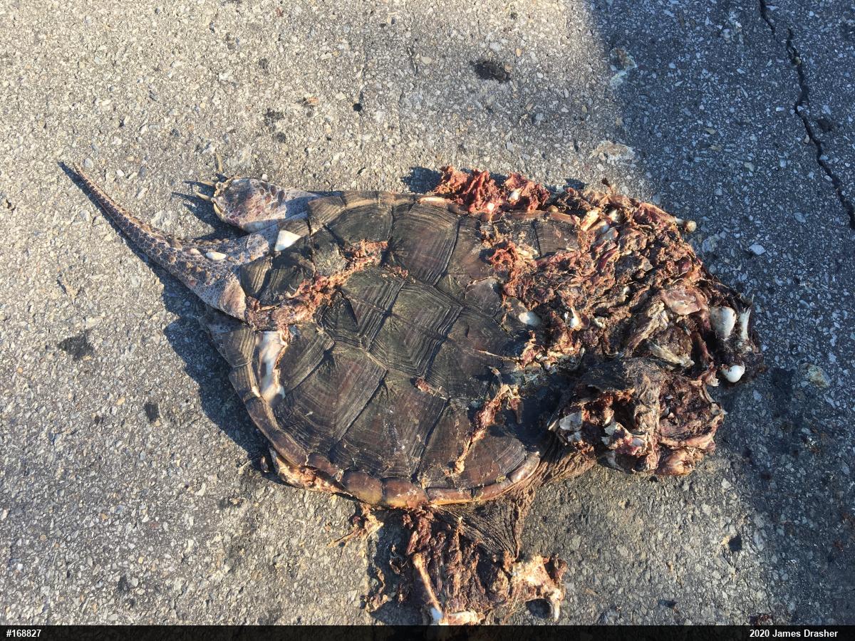 Snapping Turtle