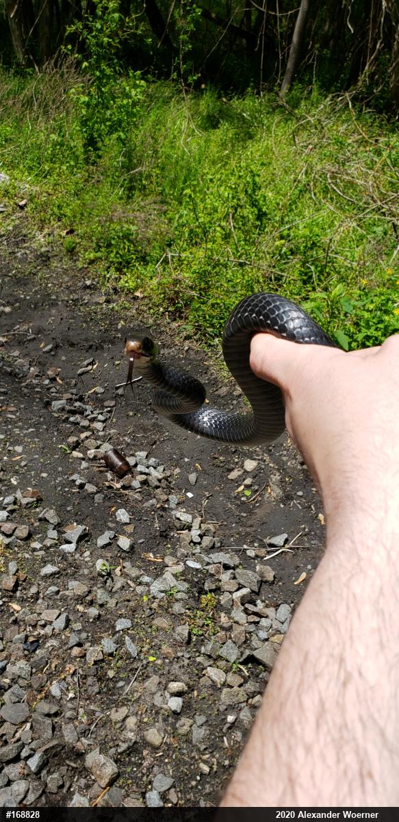 Northern Black Racer