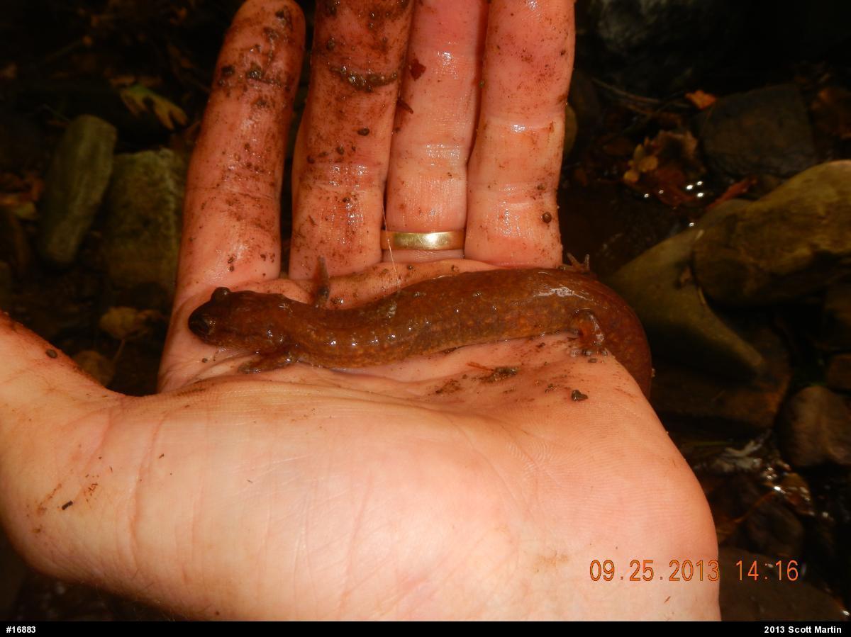 Northern Spring Salamander