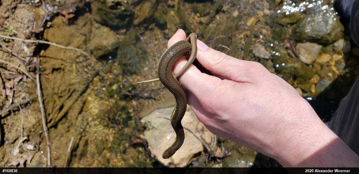 Queensnake