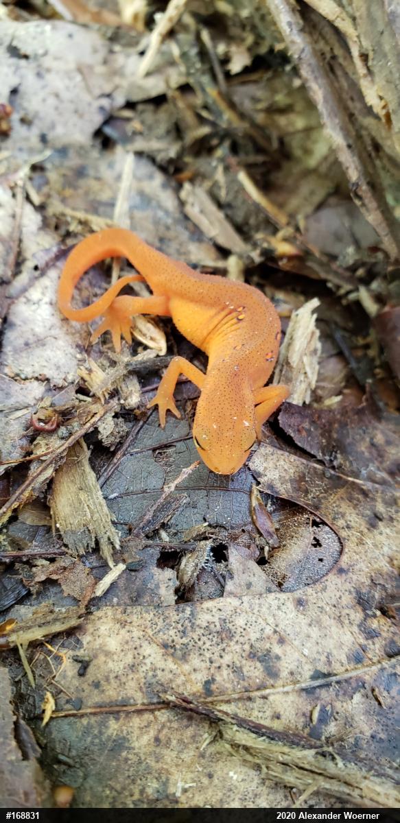 Red-spotted Newt