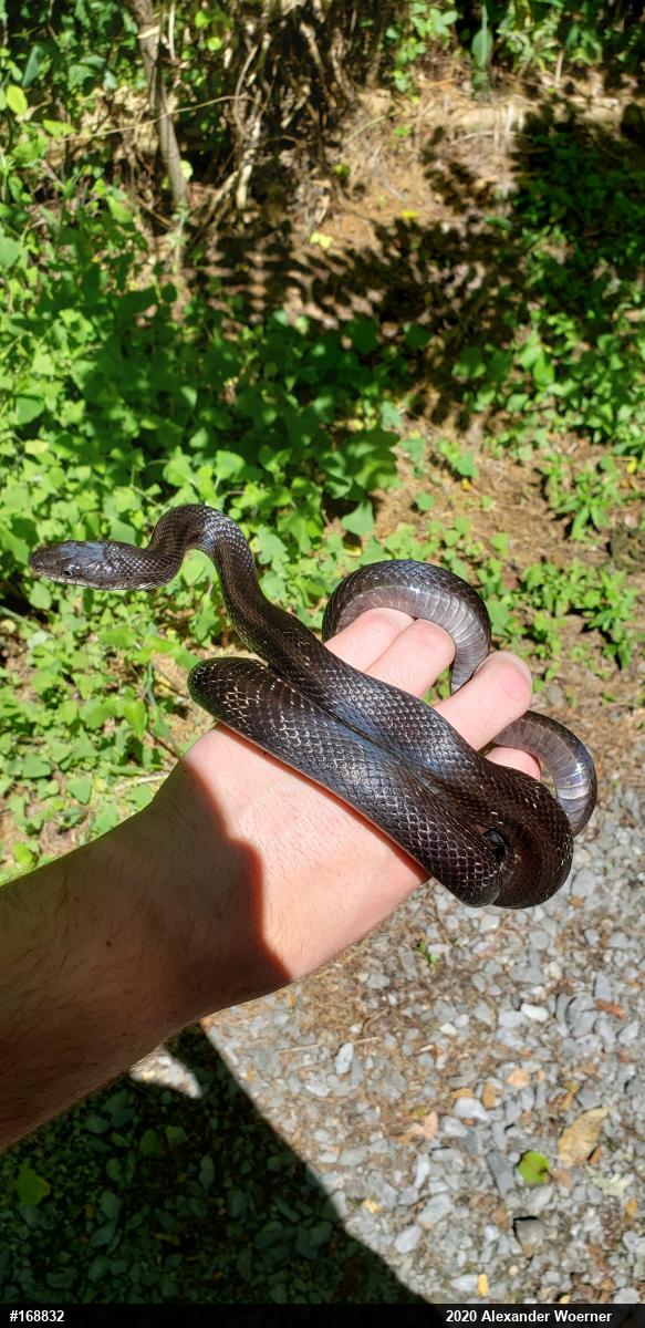 Eastern Ratsnake