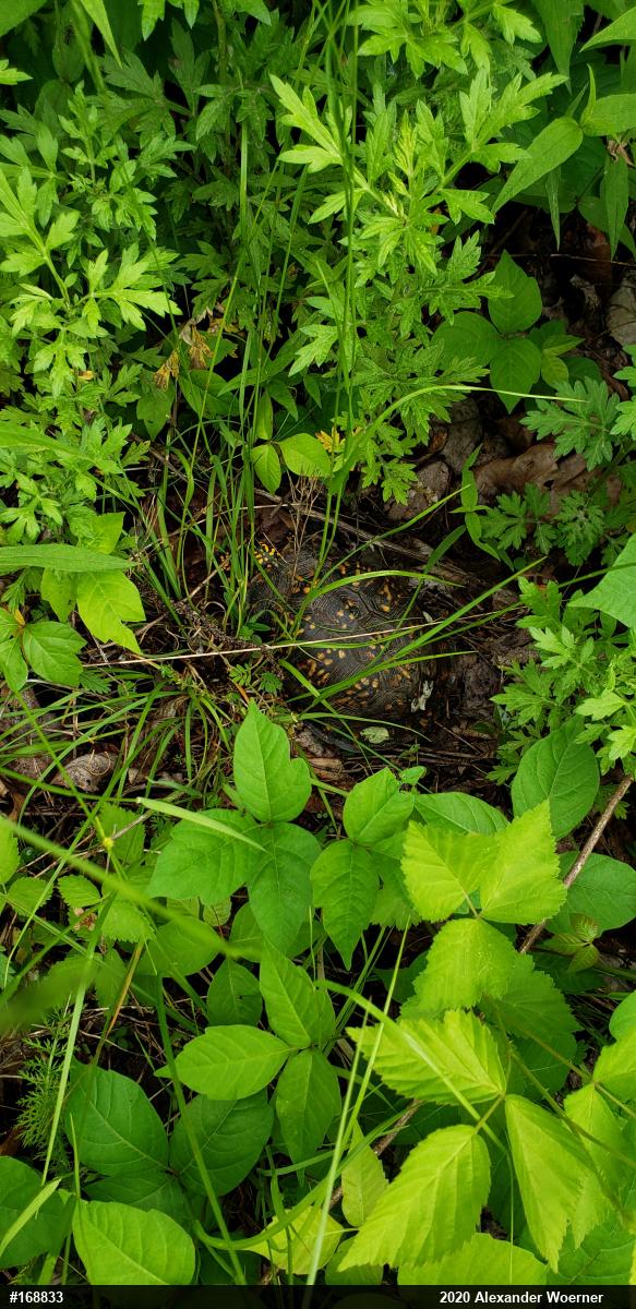 Eastern Box Turtle
