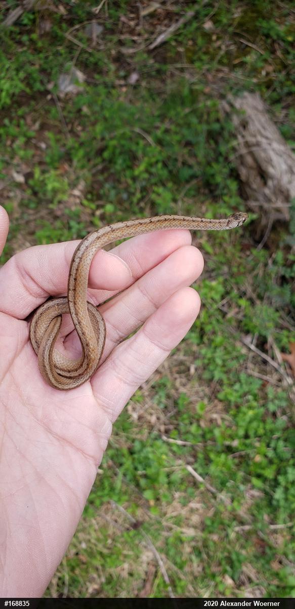 Dekay's Brownsnake