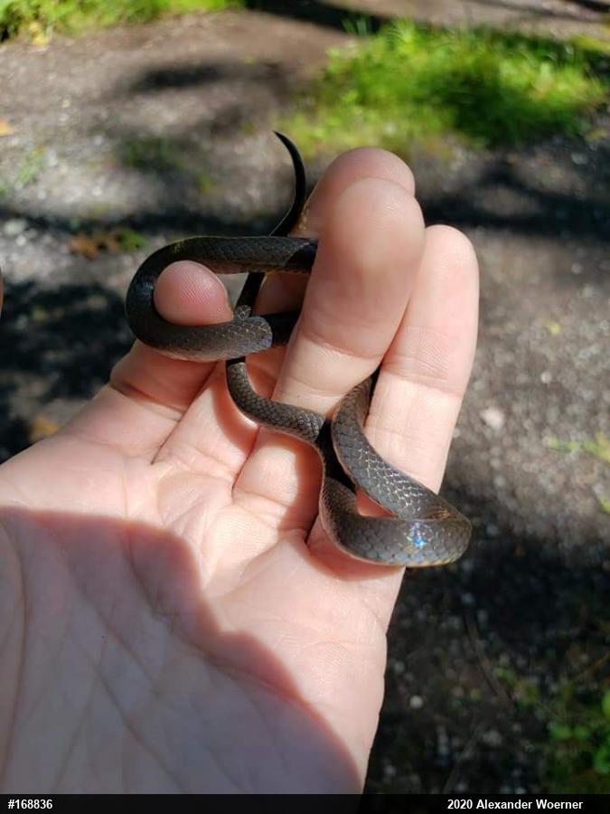 Northern Ring-necked Snake
