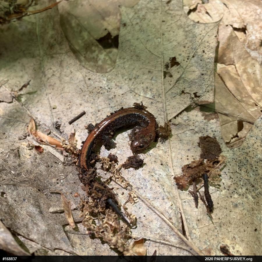 Eastern Red-backed  Salamander