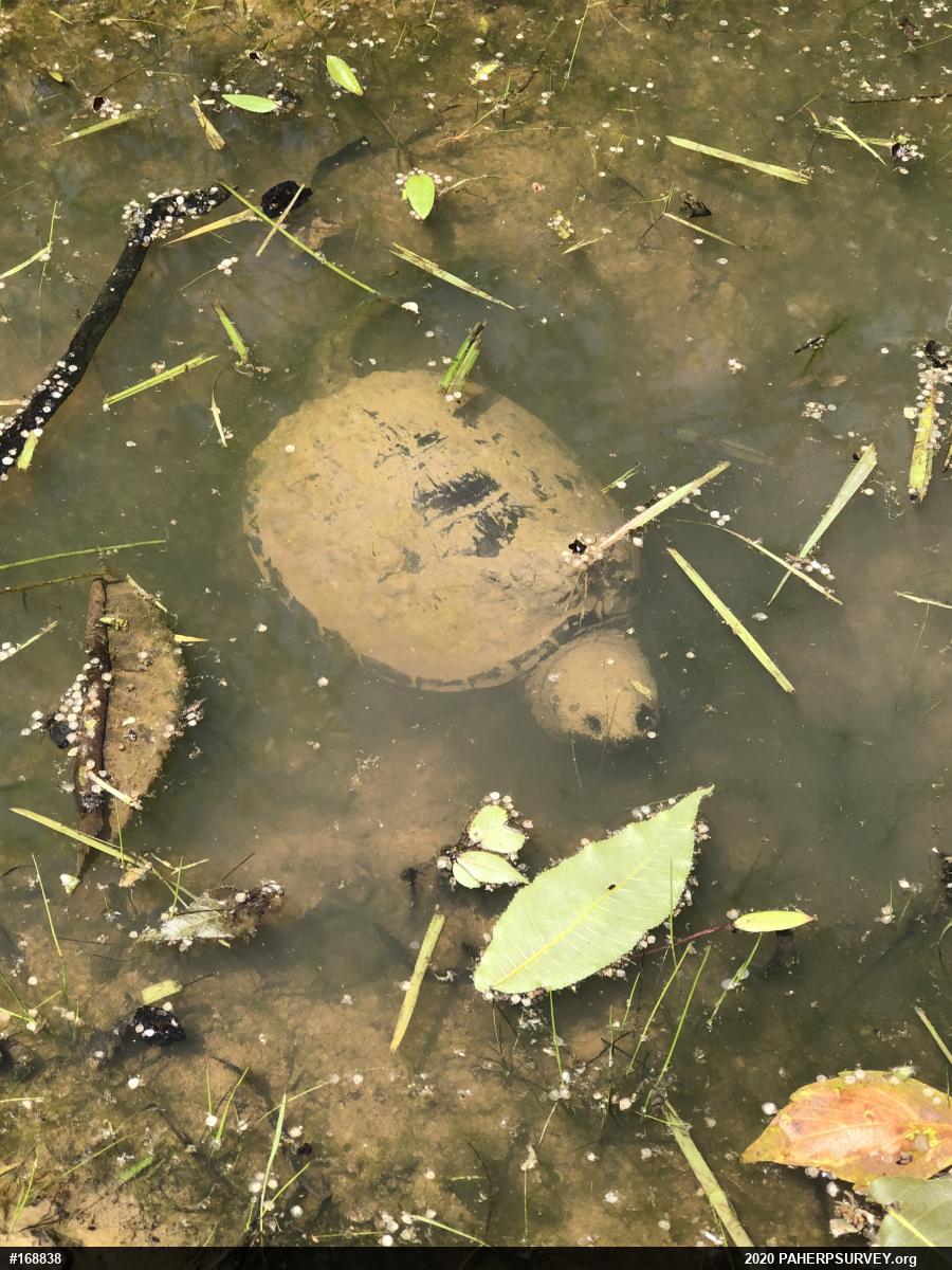 Snapping Turtle
