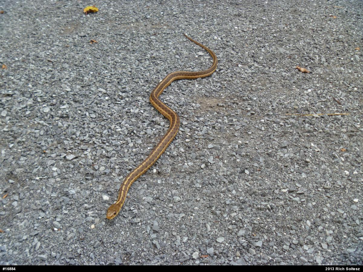 Eastern Gartersnake