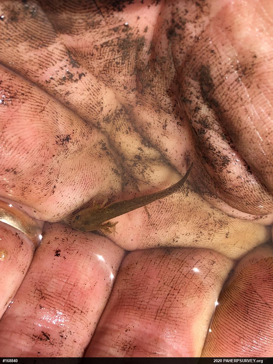 Mole Salamanders