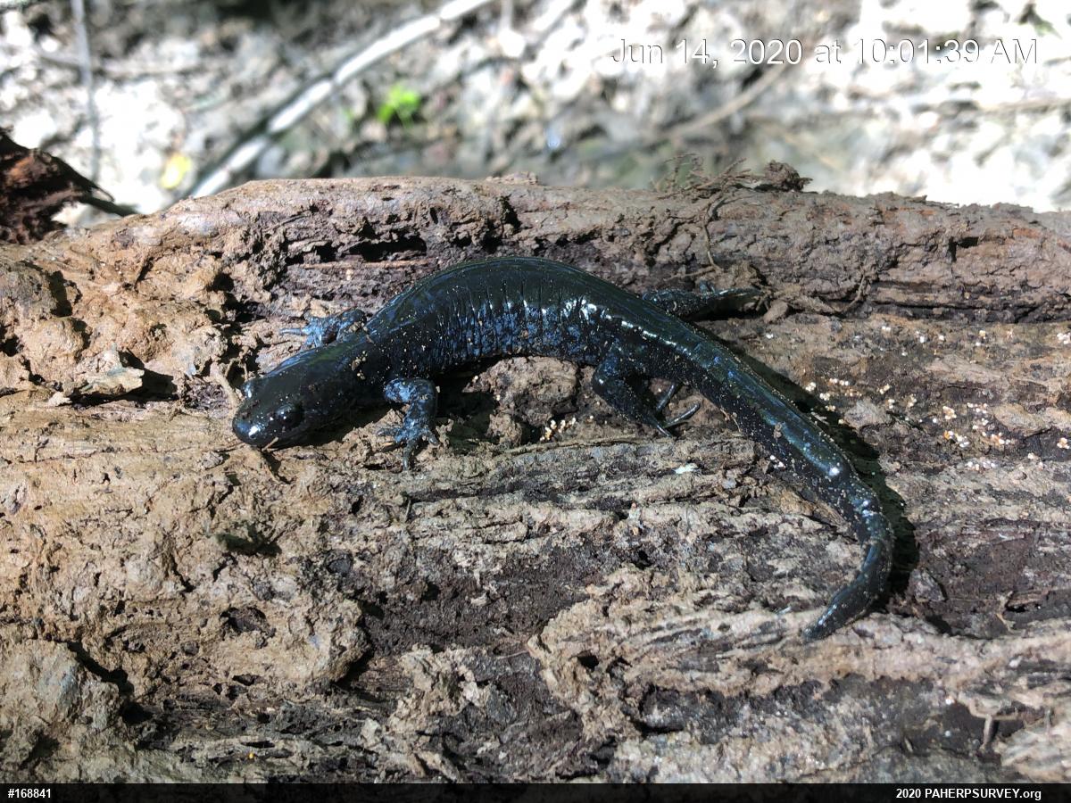 Mole Salamanders