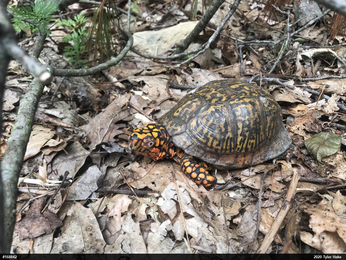 Eastern Box Turtle