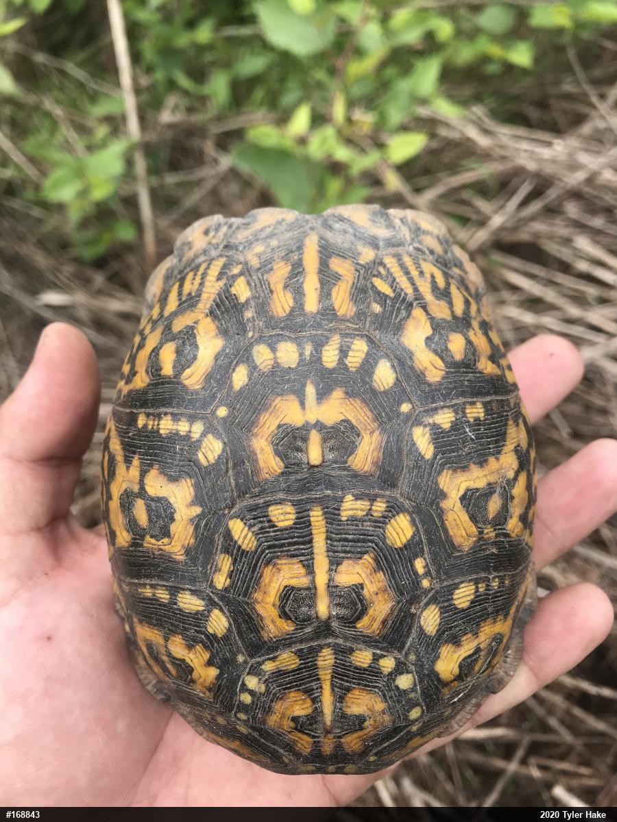 Eastern Box Turtle