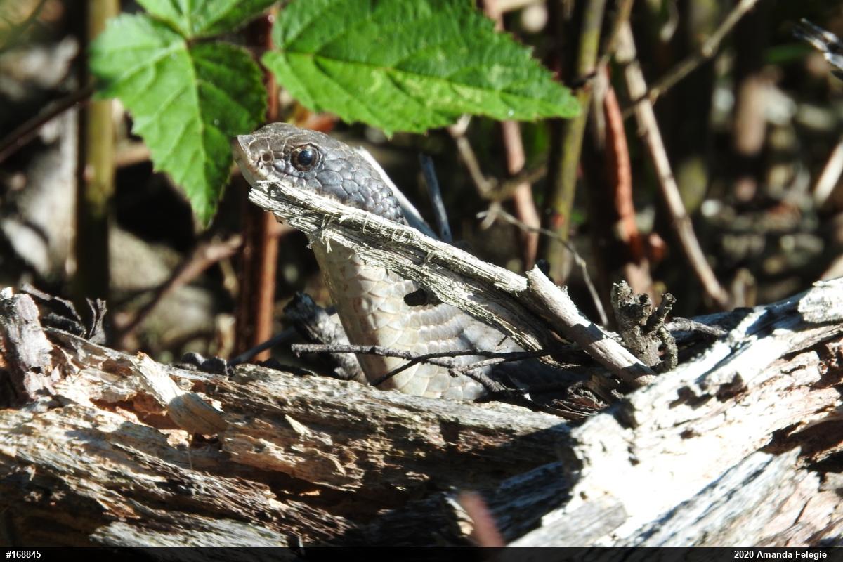 Eastern Hog-nosed Snake