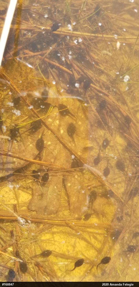 True Toads