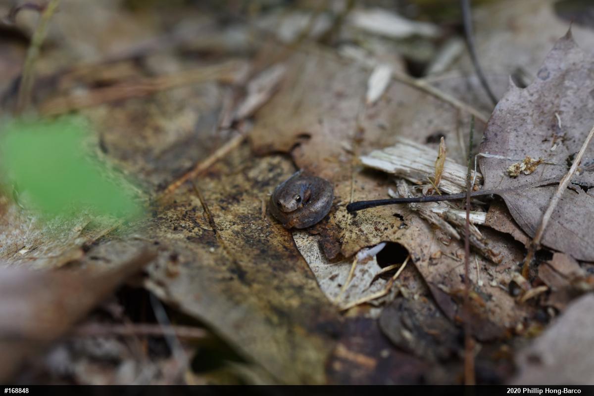 Four-toed Salamander