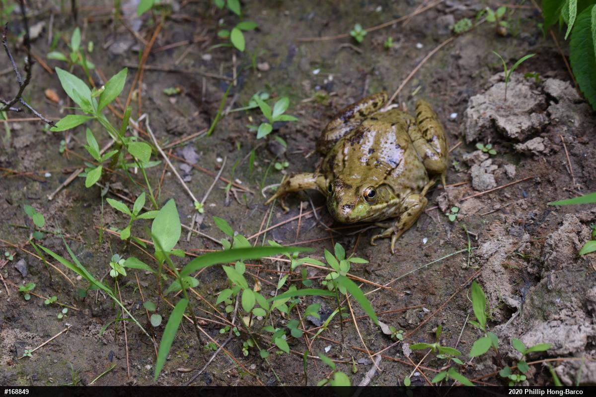 Green Frog