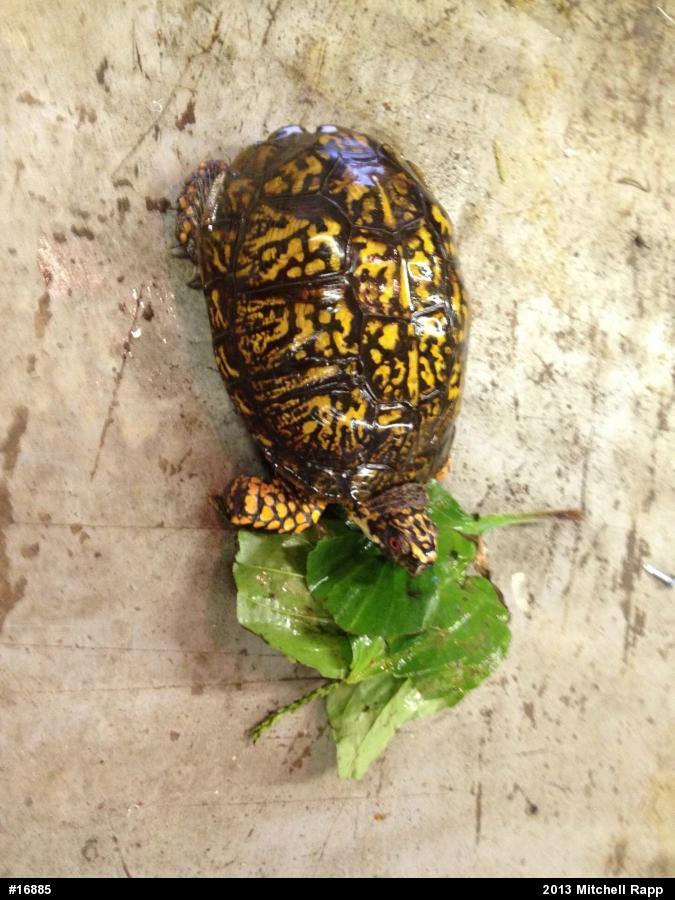 Eastern Box Turtle