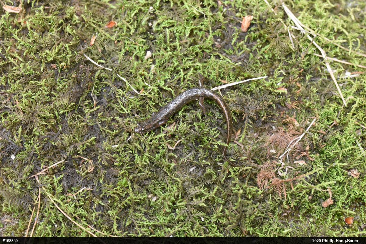 Northern Dusky Salamander