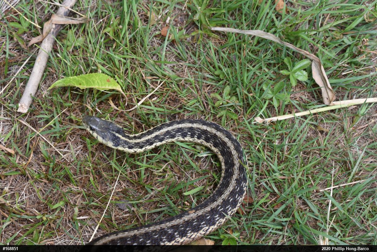 Eastern Gartersnake