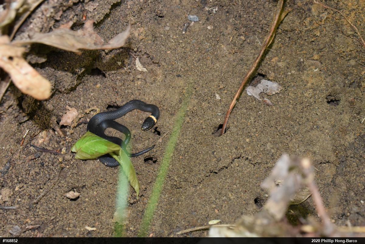 Northern Ring-necked Snake
