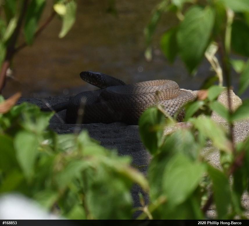 Northern Watersnake